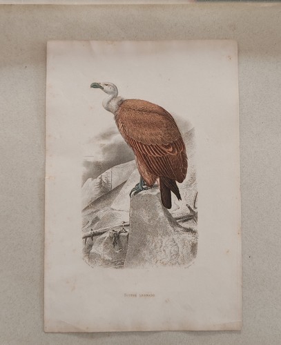 Tavola ornitologica originale
