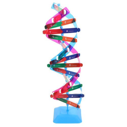 Modello dna per lezioni - ,