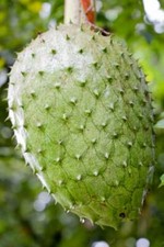 Annona muricata, pianta da