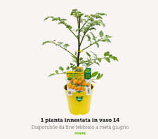 Pianta pomodoro innestato - pianta,