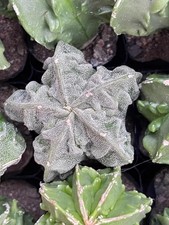 1pcs Rara pianta di cactus