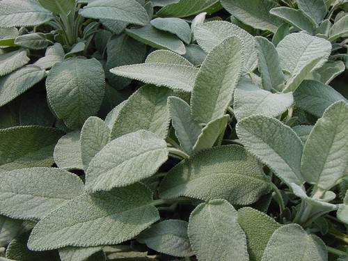 200 semi salvia - , salvia-