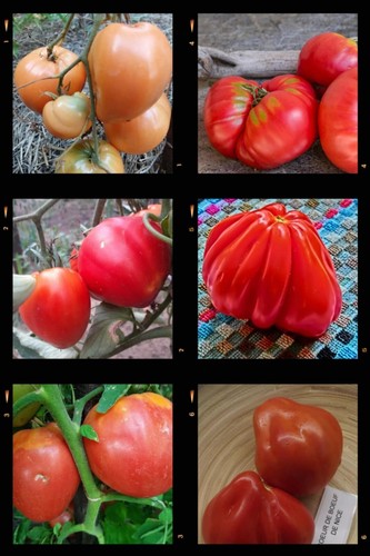Assortimento pomodori cuore - assortimento, di