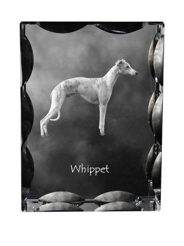 Whippet piccolo inglese - whippet,,