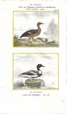 Stampa antica ANATRE