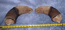 Montana Carved Bighorn horns