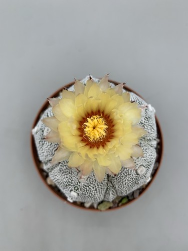 Astrophytum asterias onzuka - x,