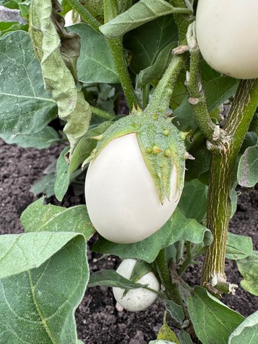 Melanzana white egg albero - white,