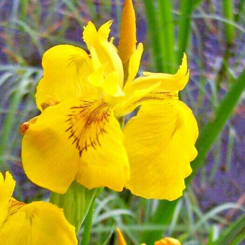 Iris pseudacorus giglio - iris,