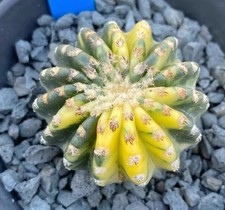 Raro Cactus Discocactus horstii variegata WYSIWYG coltivato a semi decorazione boutique vendita