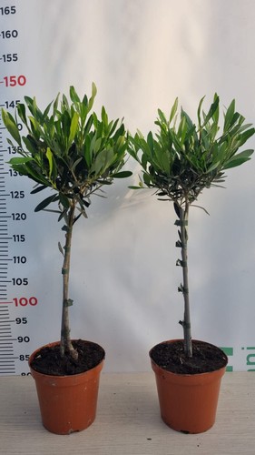 Pianta ulivo bonsai - pianta, di