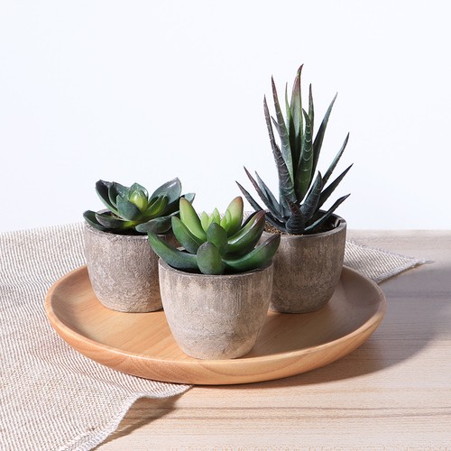 Succulent plants garden - succulent,