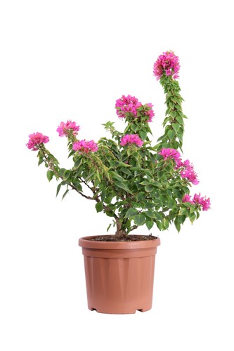 Pianta vera bougainvillea - pianta, di