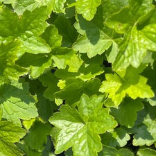 Heuchera chantilly - heuchera,