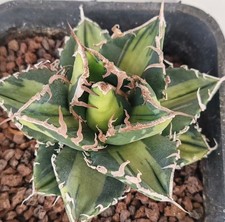 Agave titanota SAD variegata