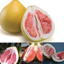 5 SEMI DI CITRUS MAXIMA POMELO RED +OMAGGIO+SPEDIZIONE GRATUITA