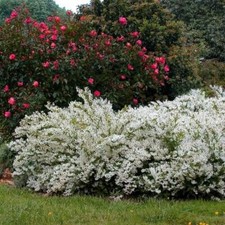 Deutzia gracilis deuzia - -,