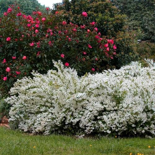 Deutzia gracilis deuzia - gracilis,