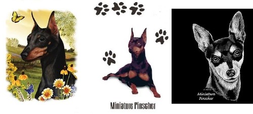 Miniatura pinscher - miniatura,
