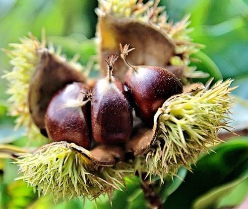 Pianta castagno frutto - di,