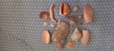 conchiglie da collezione 17