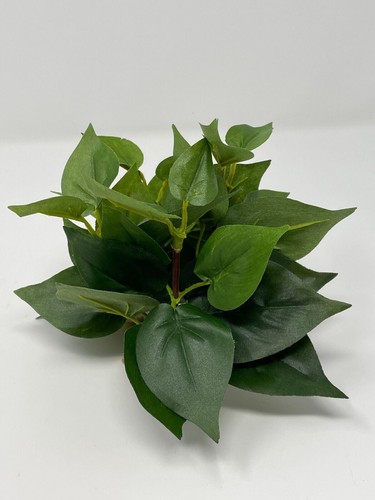 Cespuglio pothos verde - cespuglio,