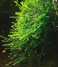 muschio di java giava piante vive per acquario dolce pianta vere rapida verde