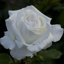 Rosa grandi fiori - rosa,