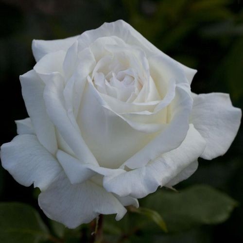 Rosa grandi fiori pierre - rosa,
