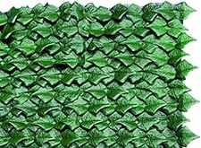 Siepe Sempreverde Edera