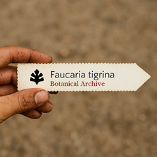 Faucaria tigrina SEEDS -  -