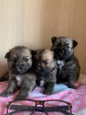 Cuccioli Volpini di Pomerania 