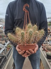 Echinocereus brandegeei