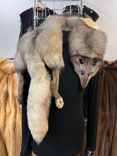 Blaufuchs fuchs collare - fuchs,