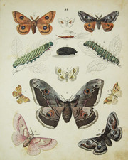 1851 ANTICA STAMPA NATURALE SU