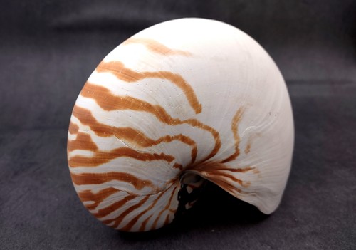 Conchiglia naturale nautilus - conchiglia,