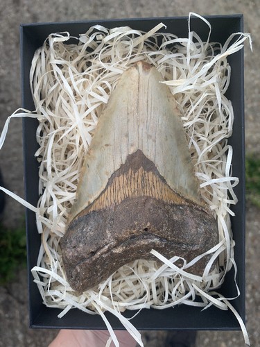 Fossil megalodon shark tooth - fossil,
