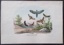 Stampa antica Petraroja litografia 1863 farfalle notturne falene insetti