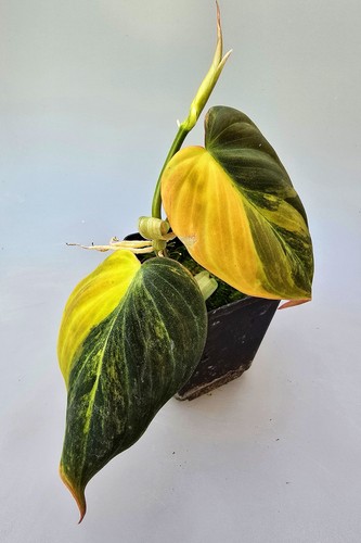 Bellissimo philodendron micans - philodendron,