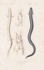 Proteus Anguinus Salamandre