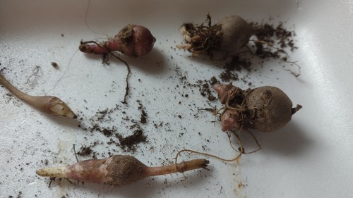 Tuberi carciofo rosso - 5,
