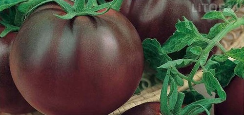 Semi sementi pomodoro nero - sementi,