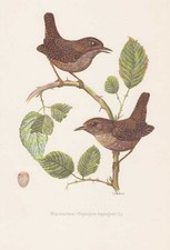 Scricciolo Comune Troglodytes