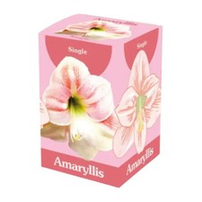 Bulbo di Amaryllis Rosa e