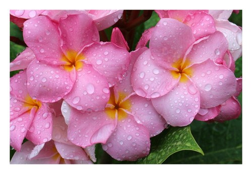 Talea plumeria flamingo - 1,