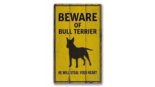 Bull terrier attenzione - bull,