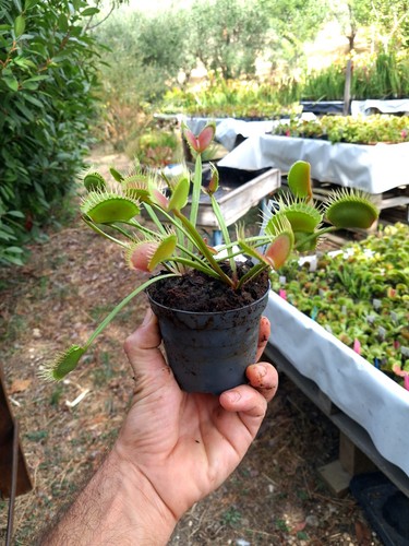 Dionaea muscipula cropped - muscipula, 'cropped