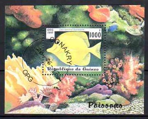 Pesci guinea blocco - pesci, (6)