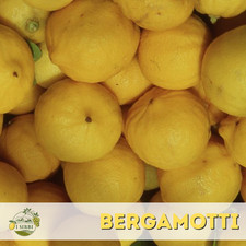 Bergamotto dell'Etna Box da 19