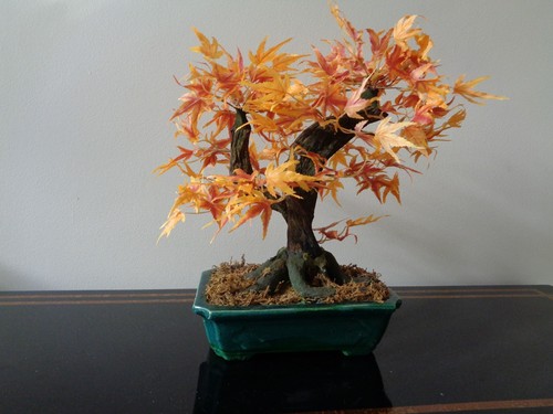 Bonsai acero pianta seta - bonsai,